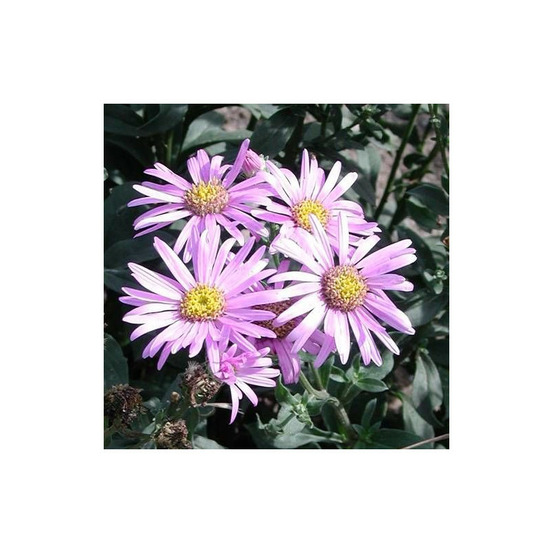 Aster d'été rosa erfüllung godet - 5/20 cm