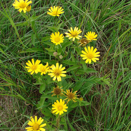 6 x œil de bœuf jaune - buphthalmum salicifolium - godet 9cm x 9cm