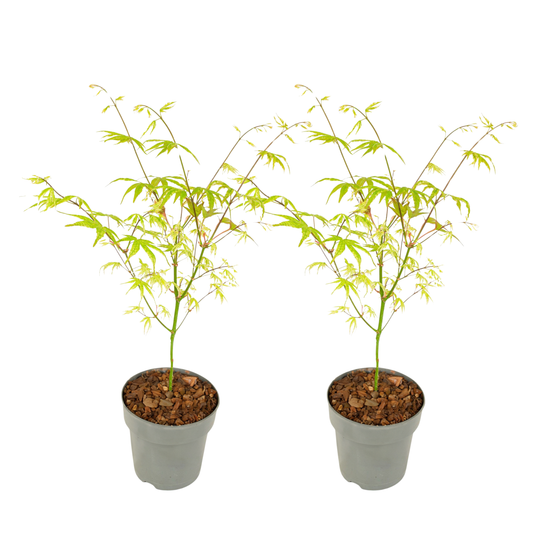 Érable du japon - set de 2 - acer palmatum 'ukigumo' - hauteur 35-55cm - ⌀15cm