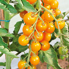 Plant de tomate cerise stargold f1  pot 0,5 l