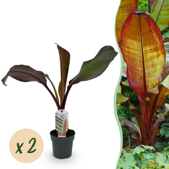 Lot de 2 - plante bananier - ensete ventricosum maurelli - h30 cm