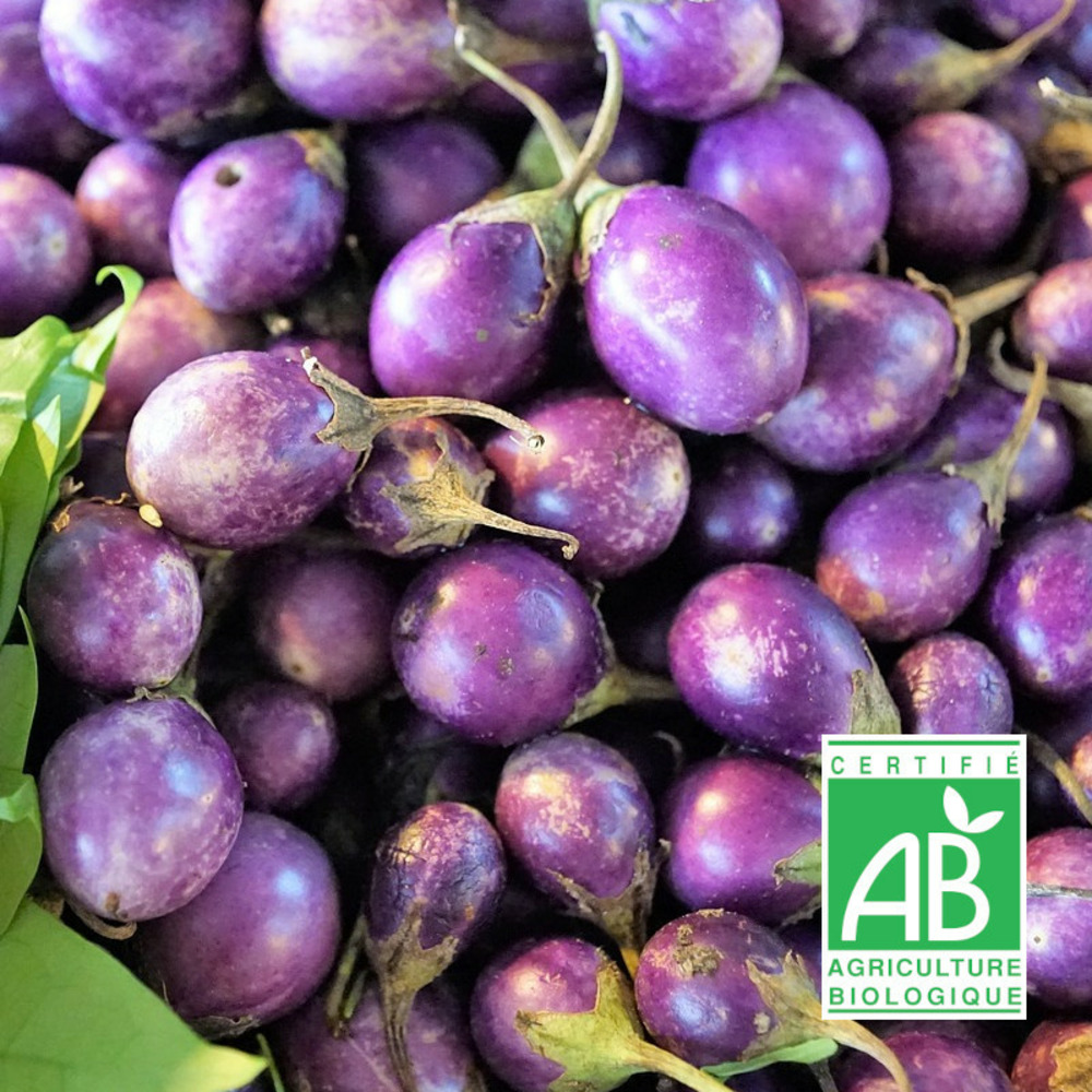 Graines d'aubergine violette de florence - sans traitement - vilmorin sachet
