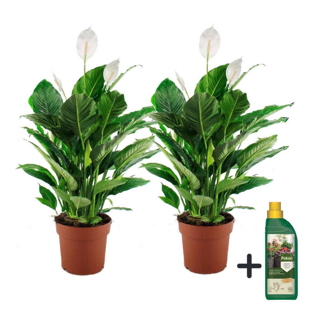 Fleur de lune - set de 2 - spathiphyllum 'lima' - hauteur 60-75cm - ⌀17cm