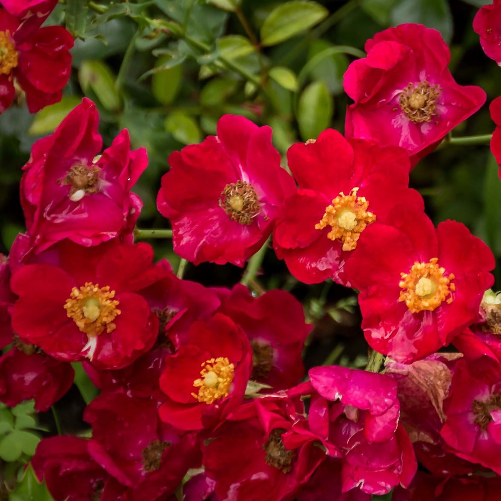 Rosier decorosiers® 'vesuvia'® pot de 2l/3l