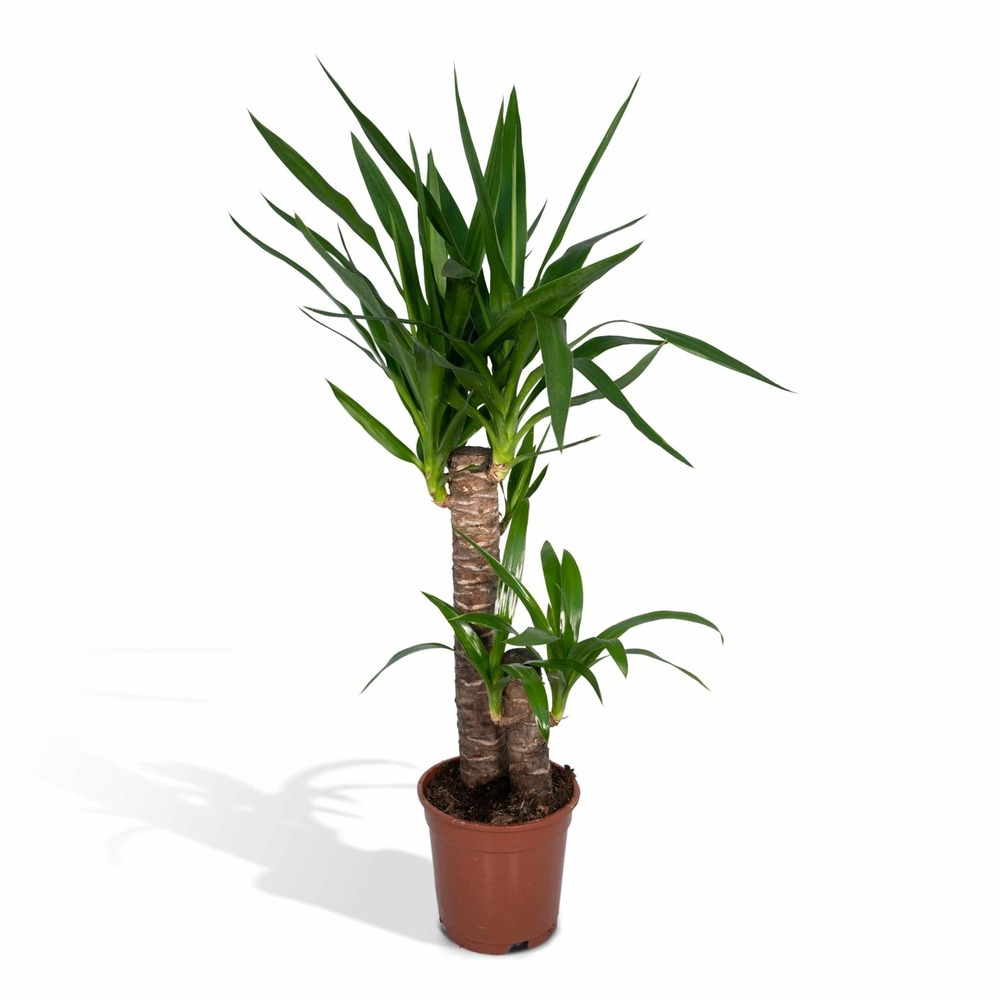 Yucca elephantipes - h85 cm - ø17 cm