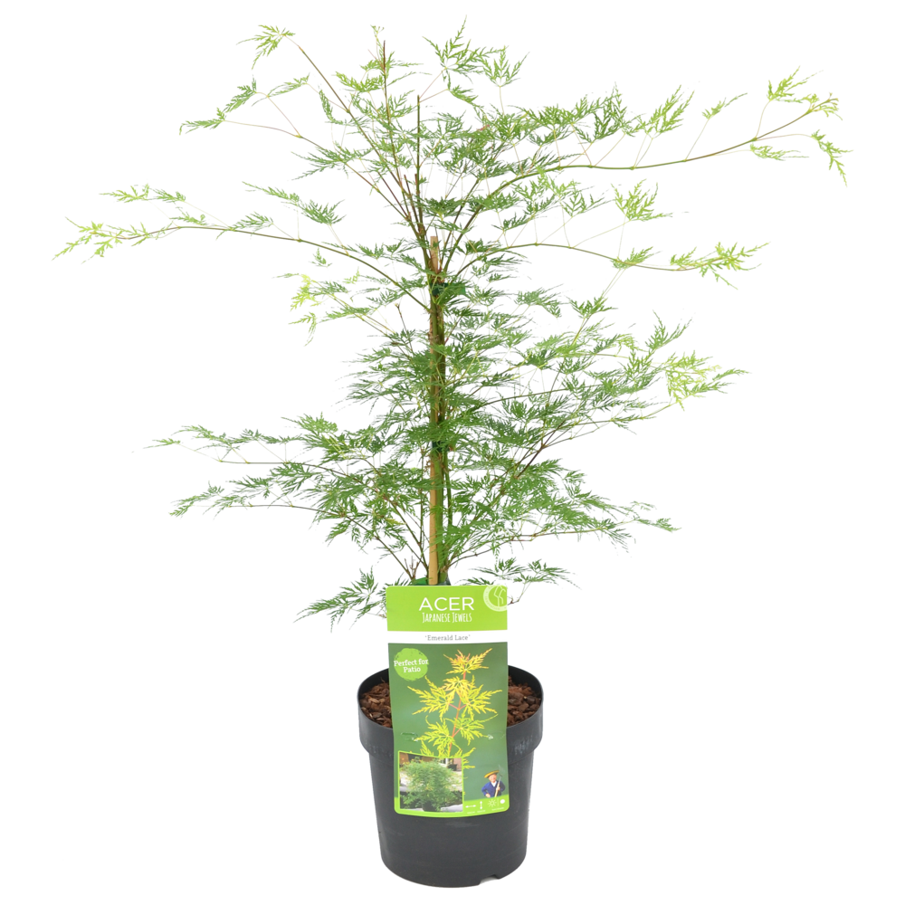 Acer palmatum emerald lace - érable du japon - feuillage vert - 50-70 cm de haut - pot 19 cm