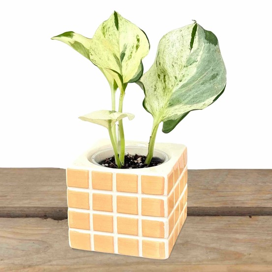 Cache-pot