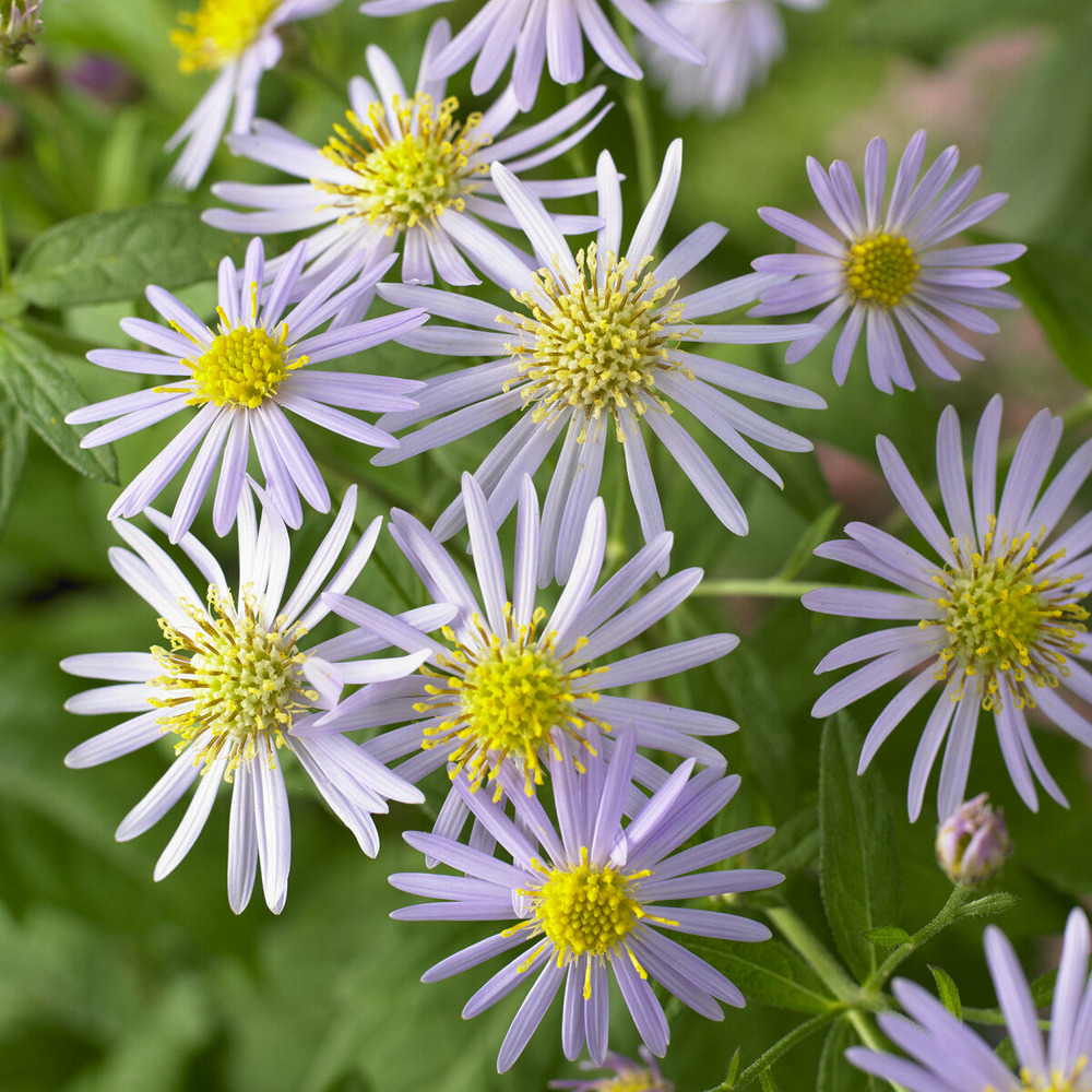 Aster nain d'automne asran - le pot / ø 9cm