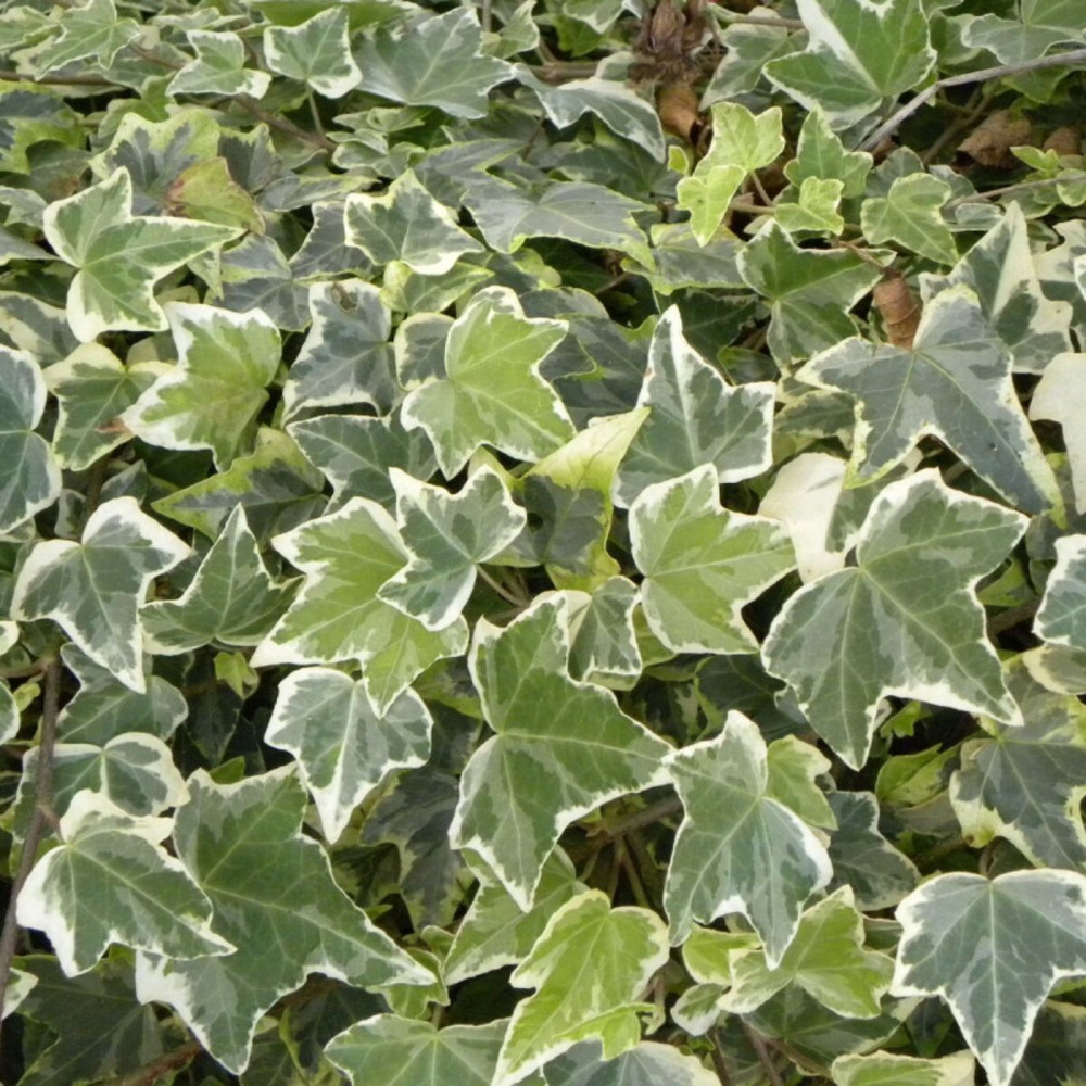 Lierre des bois glacier pot de 2l - tuteur bambou 60/90 cm