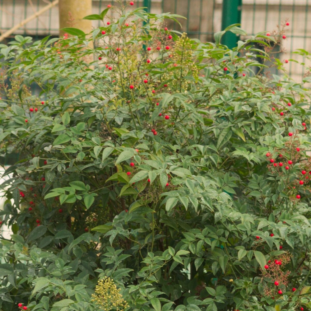 Bambou sacré gulf stream, nandina pot de 3l - 20/40 cm