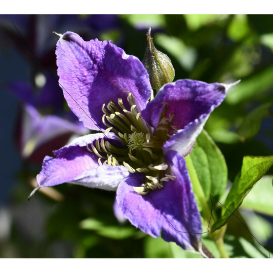 Clématite texensis prince william® 'zo08171' pot de 3l - echelle bambou 60/120 cm