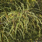 Rhamnus frangula 'asplenifolia':pot 4l