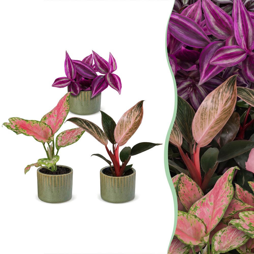 Baby paradise avec cache-pots linnea olive - tradescantia, philodendron et aglaonema - lot de 3 - pot ø6 cm
