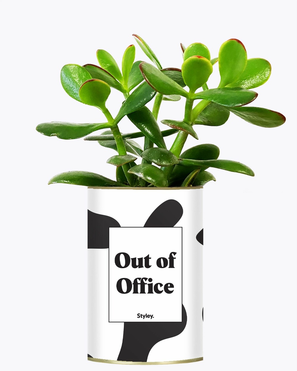 Plante personnalisée - out of office - cactus