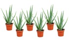 Aloe vera - set de 6 - succulentes - ⌀10,5cm - hauteur 25-40cm