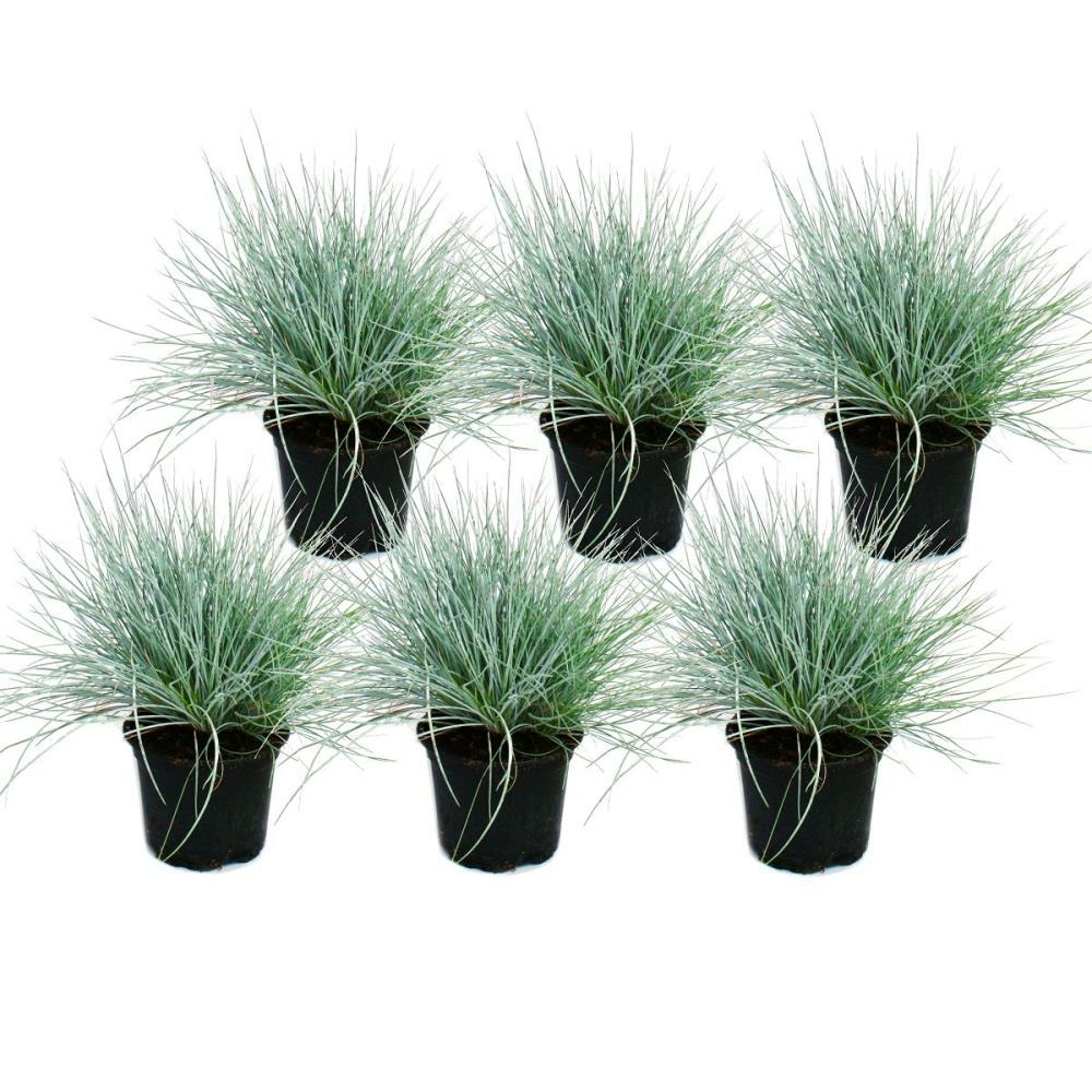 Herbe de fétuque bleue - festuca glauca - set de 6 plantes - pot de 9cm