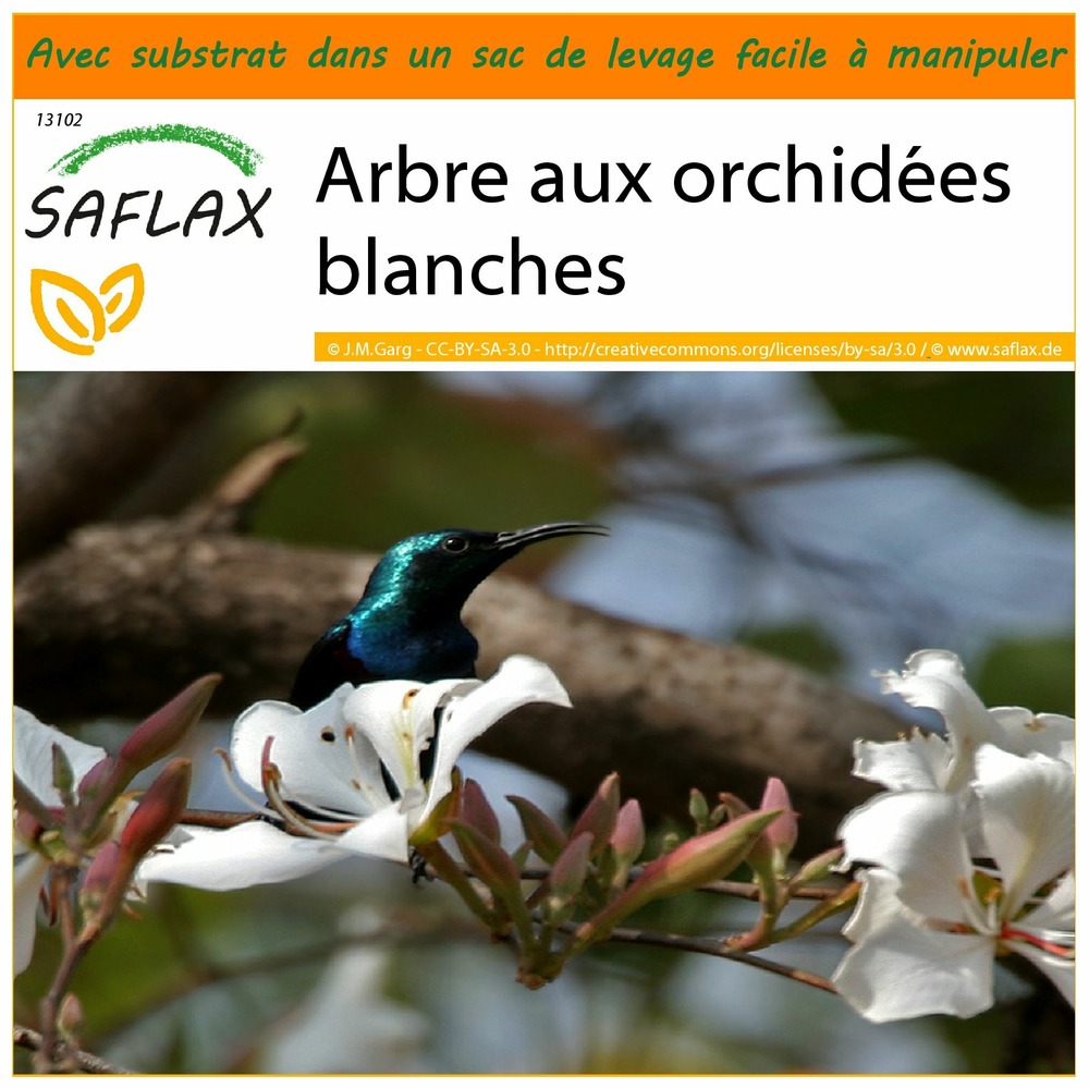 Garden in the bag - arbre aux orchidées blanches - 5 graines - bauhinia variegata candida