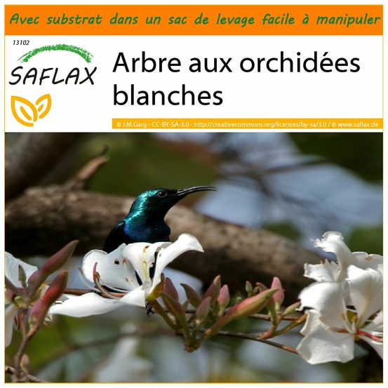 Garden in the bag - arbre aux orchidées blanches - 5 graines - bauhinia variegata candida