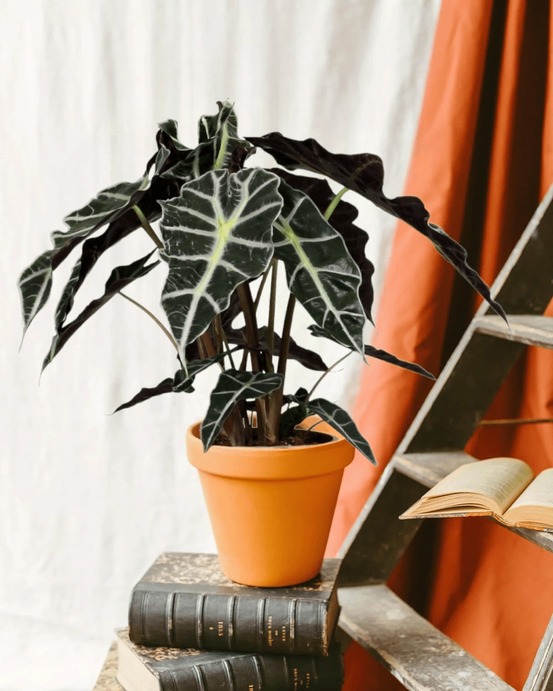 Alocasia polly 45cm - plante d'intérieur