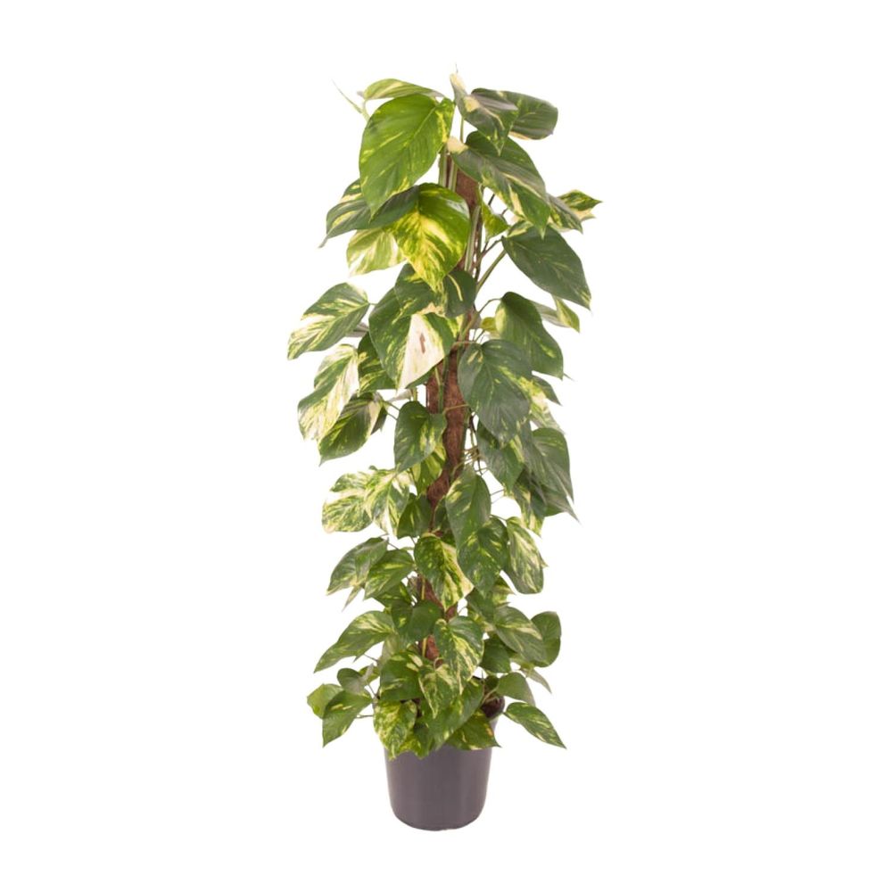 Epipremnum pinnatum - ø24cm - ↕120cm - plantes d'intérieur