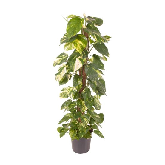 Epipremnum pinnatum - ø24cm - ↕120cm - plantes d'intérieur