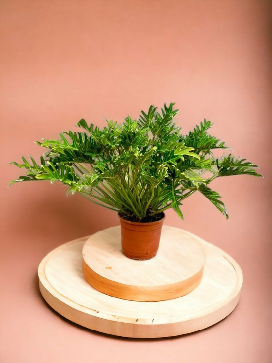 Philodendron xanadu 100cm - plante d'intérieur