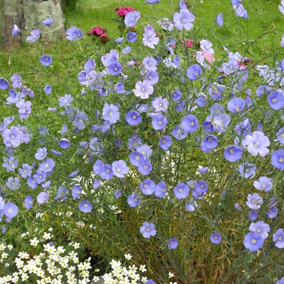 6 x lin vivace 'saphir' - linum perenne 'saphir' - godet 9cm x 9cm