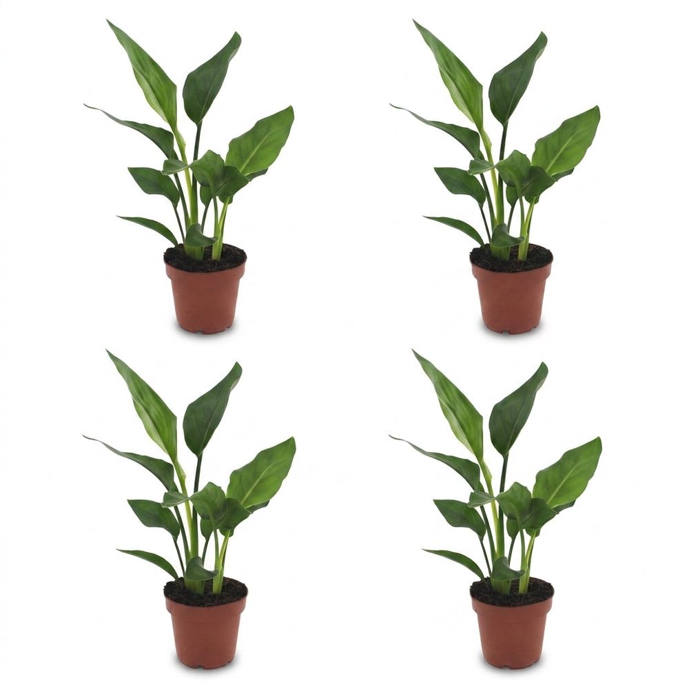 Strelitzia reginea - oiseau de paradis - pot de 12cm