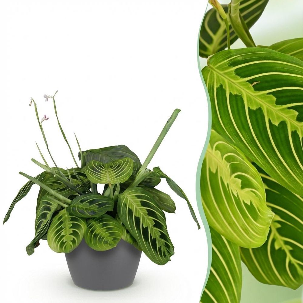 Maranta fascinator lemon lime - pet-friendly - plante de prière - pot de 12cm - hauteur 25-35cm - plantes d'intérieur