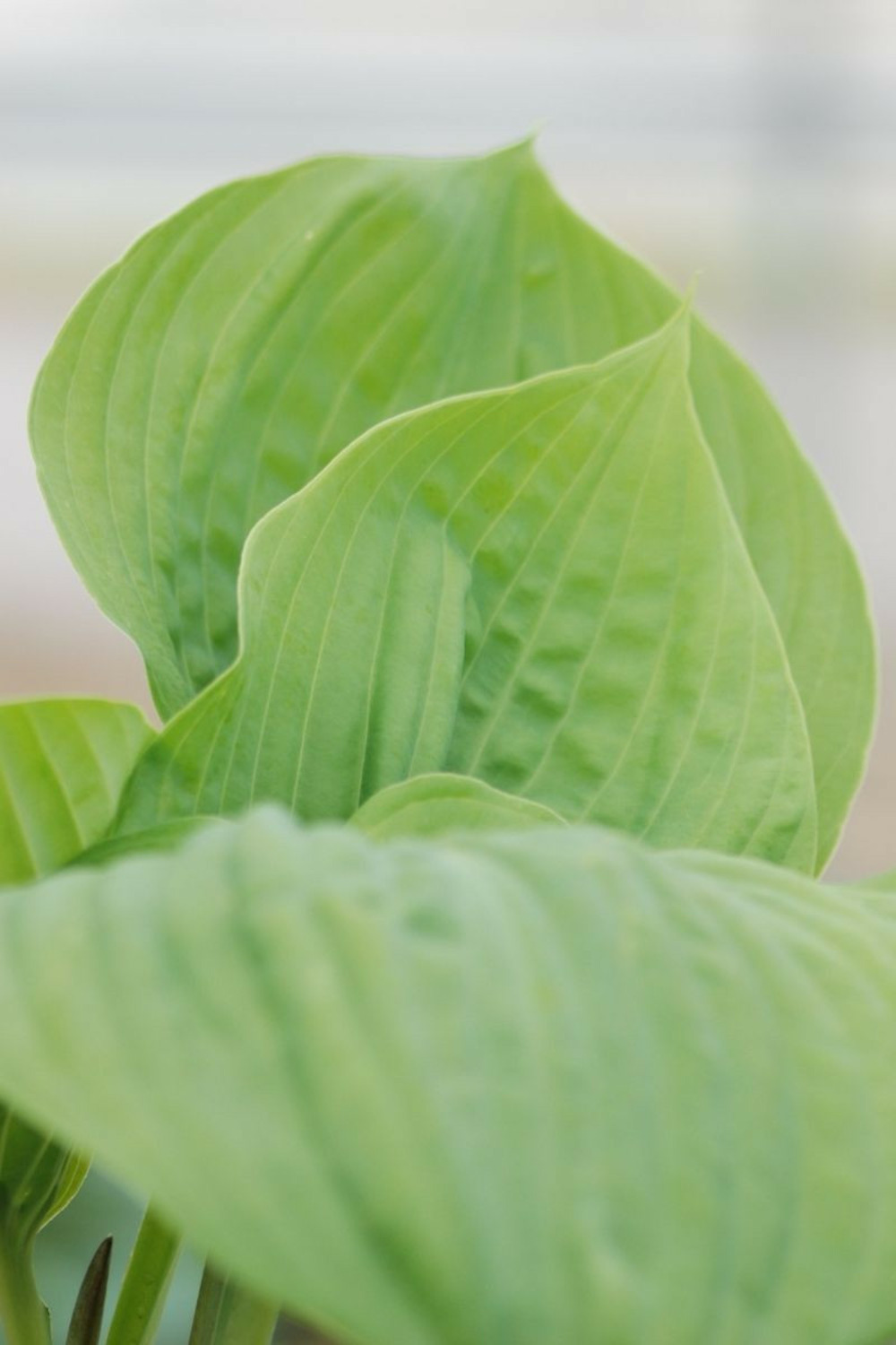Hosta sum and substance' - en pot de 1,3 litres