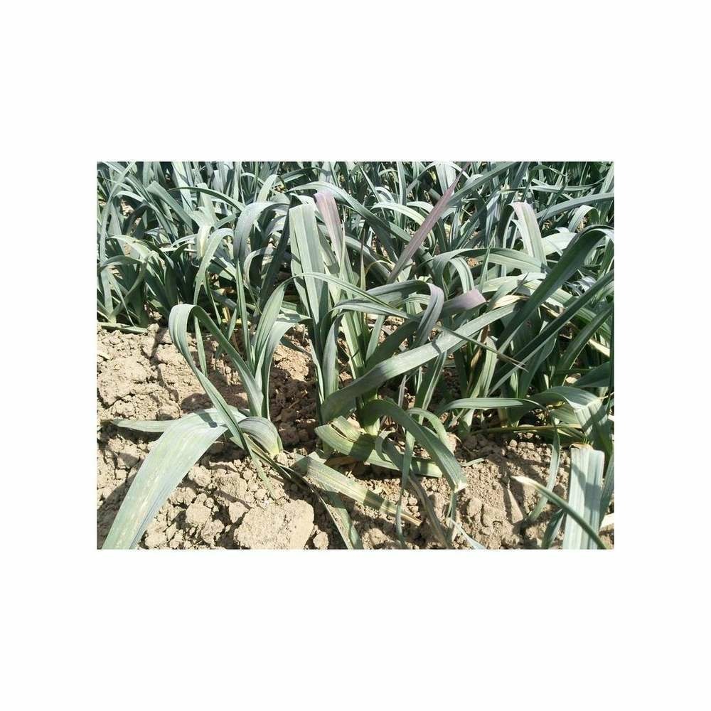 Graines de poireau d'hiver st victor