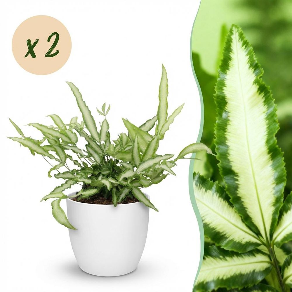 Pteris cretica albolineata - pet-friendly - plante fougère - pot de 12cm - hauteur 20-30cm - plantes d'intérieur