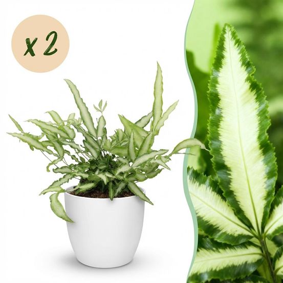 Pteris cretica albolineata - pet-friendly - plante fougère - pot de 12cm - hauteur 20-30cm - plantes d'intérieur