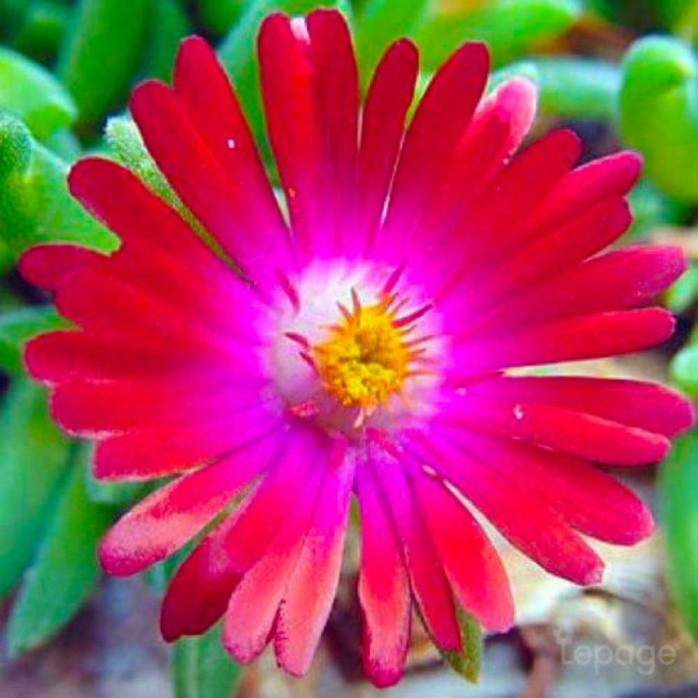 3 pourpiers vivace 'jewel of désert garnet' (delosperma 'jewel of désert garnet')