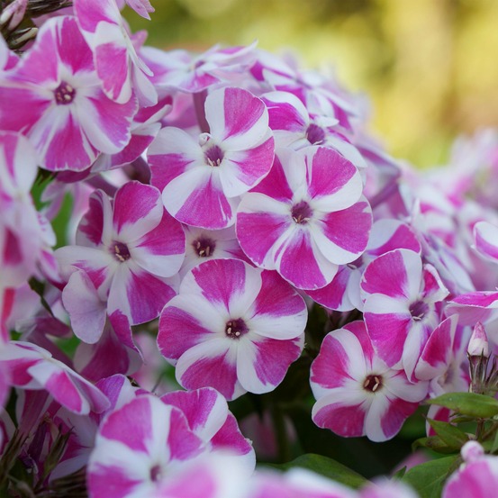 Phlox 'bambini candy crush ' pot de 2l/3l