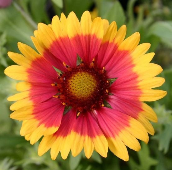 6 x gaillarde vivace 'kobold' - gaillardia 'kobold' - godet 9cm x 9cm