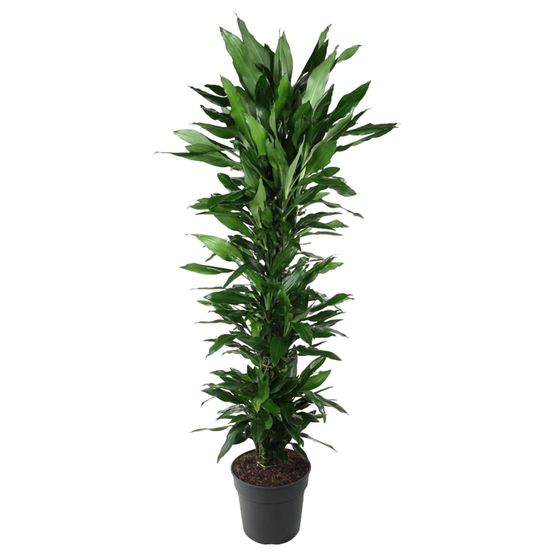 Dracaena janet craig carrousel - plantes d'intérieur