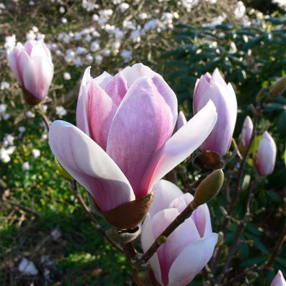 Magnolia 'satisfaction' pot de 2l/3l