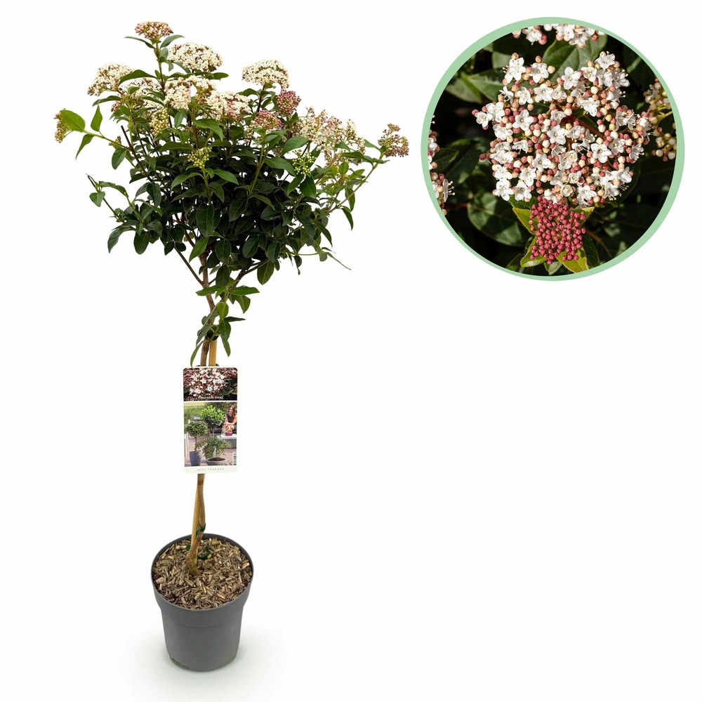Viburnum tinus – lot de 1 – pot 19 cm – hauteur 90 cm