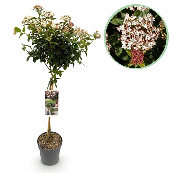 Viburnum tinus – lot de 1 – pot 19 cm – hauteur 90 cm