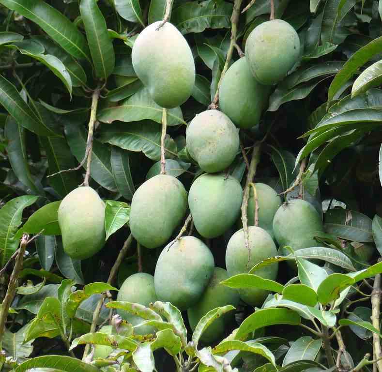 Manguier   mangifera indica var. Osteen   jaune - taille pot de 25l - 140/160cm