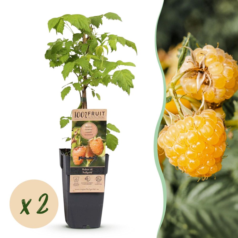 Framboisier 'fallgold' - pot 15 cm - hauteur 50 cm - plante d'extérieur