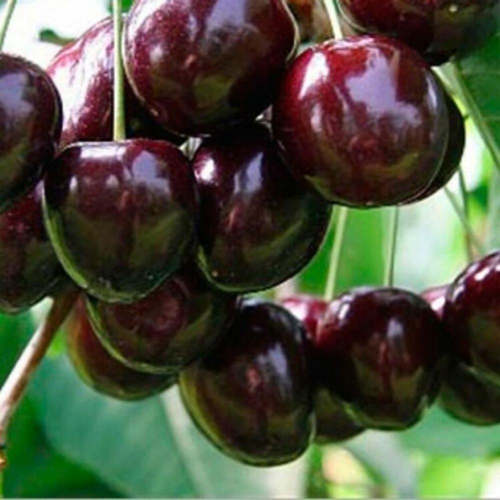 Cerisier bigarreau noir 120cm pot 7,5l - prunus avium