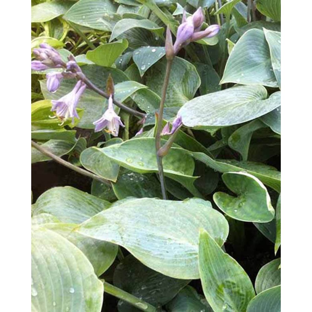 Hosta grey beauty funkia - le pot / ø 9cm | Truffaut