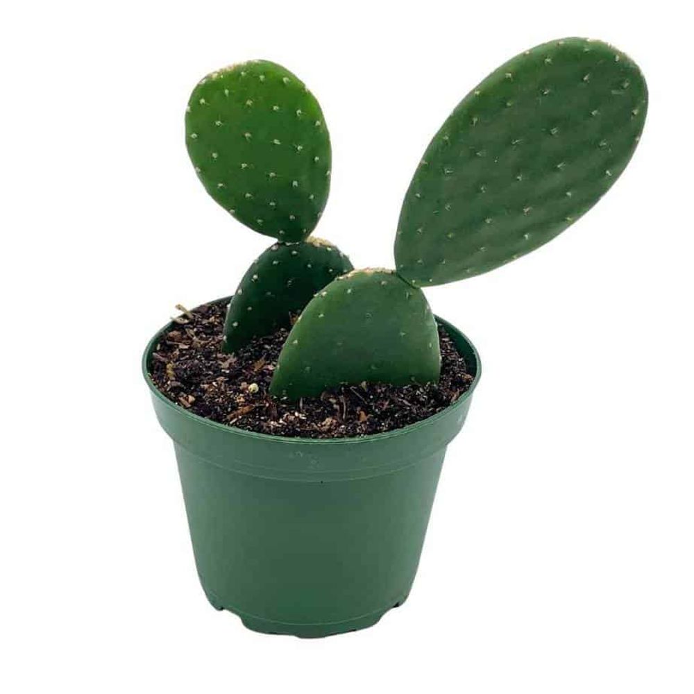 Opuntia (figuier de barbarie) hauteur 40 à 60 cm
