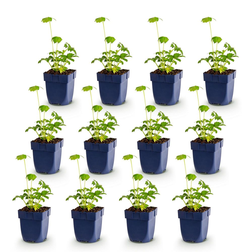 Astrance - lot de 12 - pot 11 cm - hauteur 25 cm - plante d'extérieur