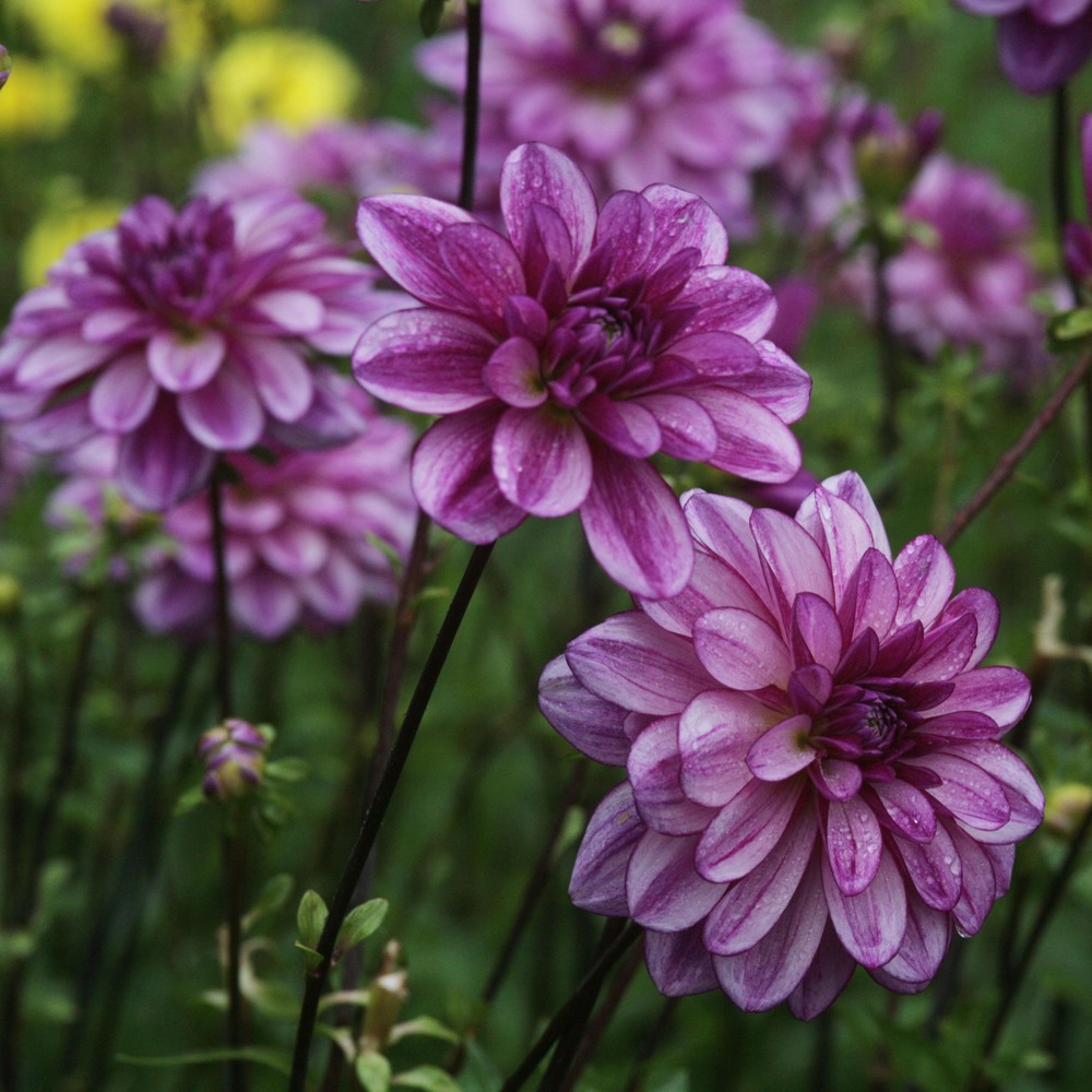 Dahlia camélia 'seduction' bulbe calibre i