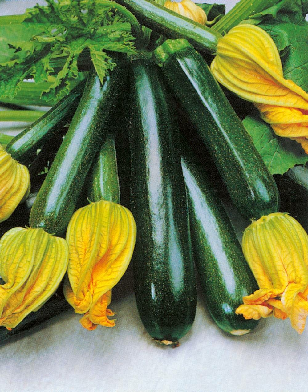 Courgette black jack hf1 - 5 g