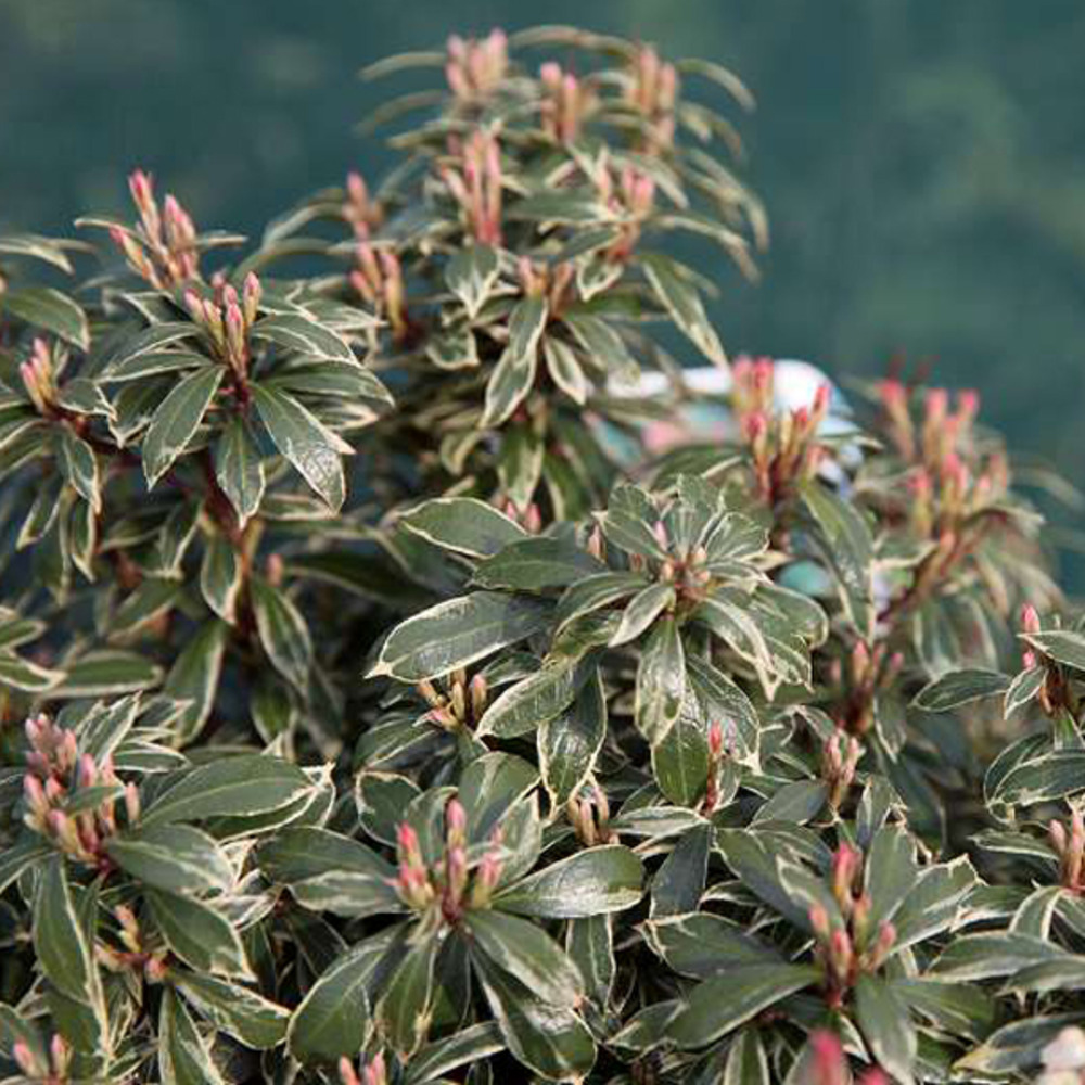 2 x andromède du japon 'little heath' - pieris japonica 'little heath' - 20-30 cm pot