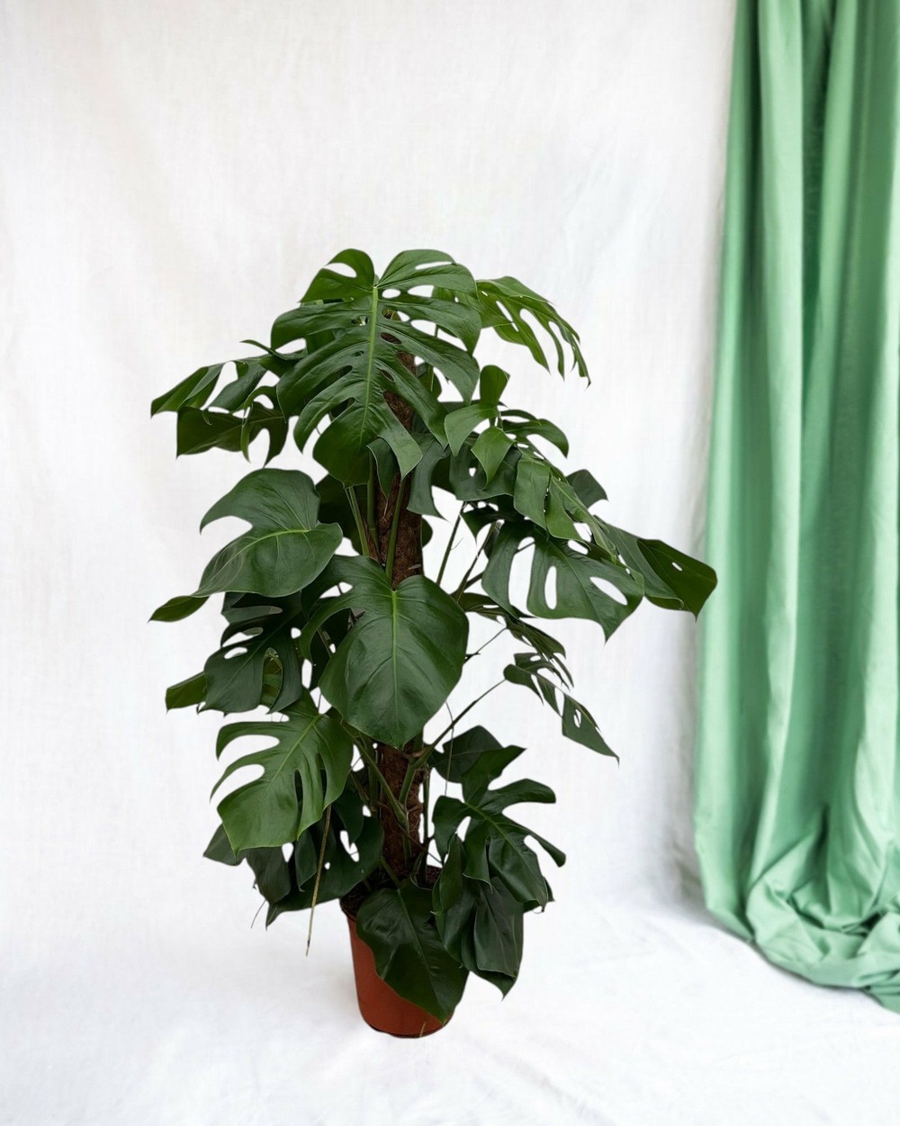 Monstera pertusum 120cm - plante d'intérieur